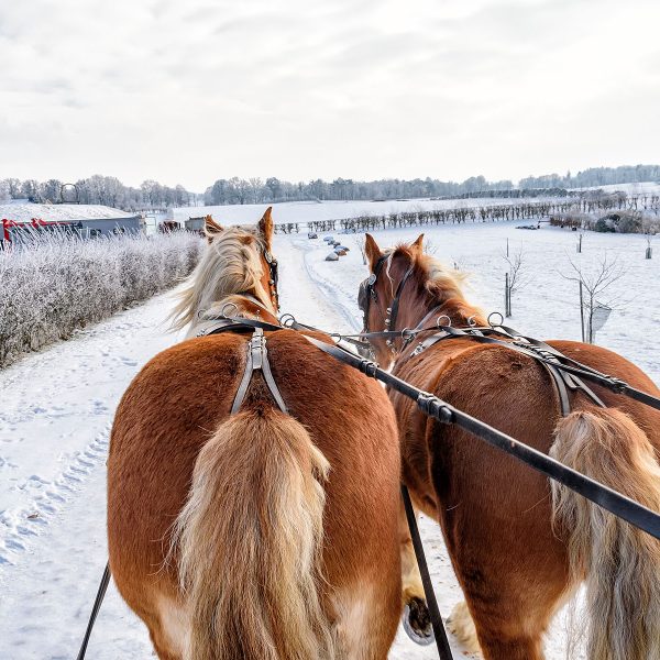 Busreise Silvester-Party in den Masuren - Schlittenfahrt durch die Johannisburger Heide