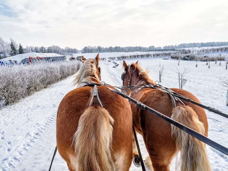Busreise Silvester-Party in den Masuren - Schlittenfahrt durch die Johannisburger Heide