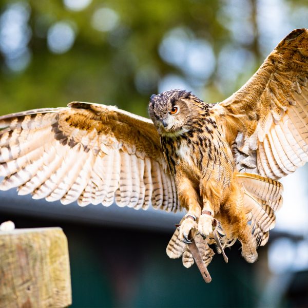 Busreise Gemeinsam auf Tour! Thüringen-Singlereise - Greifvogelshow in der Falknerei am Rennsteig