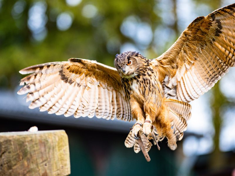 Busreise Gemeinsam auf Tour! Thüringen-Singlereise - Greifvogelshow in der Falknerei am Rennsteig
