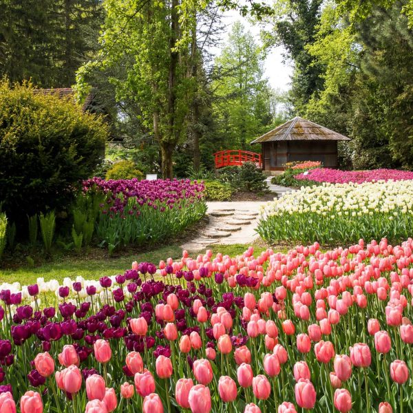 Busreise Slowenischer Blütenrausch - Blumenpark "Mozirski Gaj"