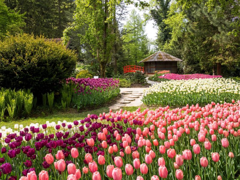 Busreise Slowenischer Blütenrausch - Blumenpark "Mozirski Gaj"