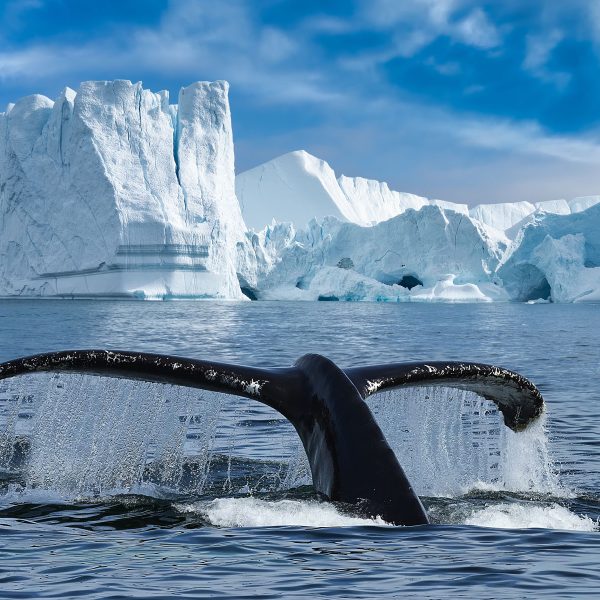 Kreuzfahrt Expedition in den Norden Grönlands - Ilulissat