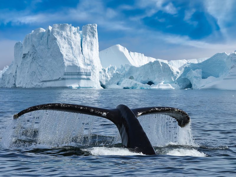 Kreuzfahrt Expedition in den Norden Grönlands - Ilulissat