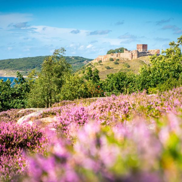 Busreise Bornholm erleben - Ruinen von Hammershus