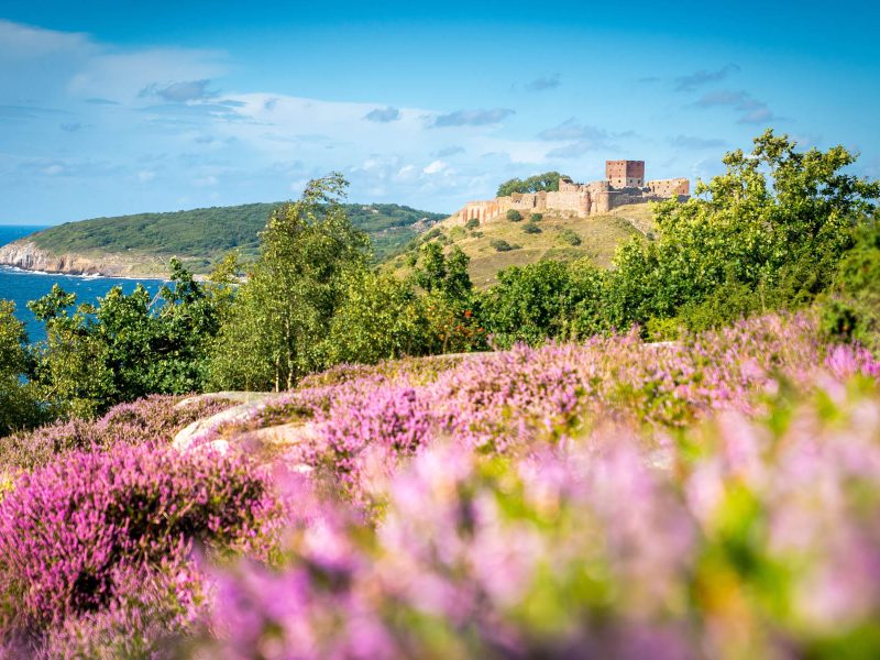 Busreise Bornholm erleben - Ruinen von Hammershus