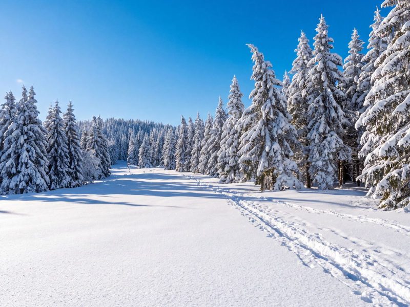 Busreise Sloweniens Schneeträume - Schneeschuhwanderung in der Hochebene Rogla