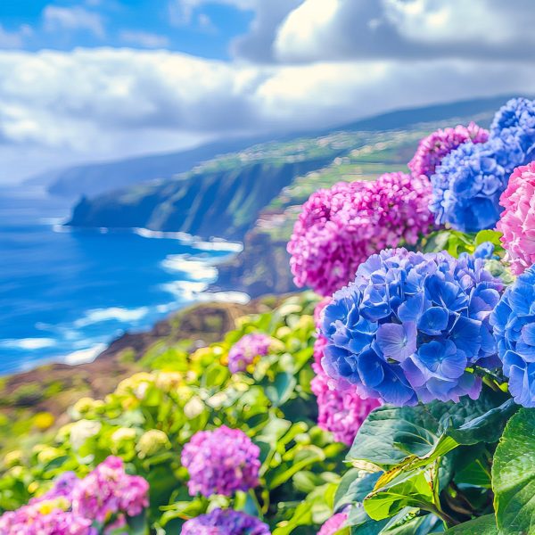 Flugreise Madeira - Blumeninsel im Atlantik