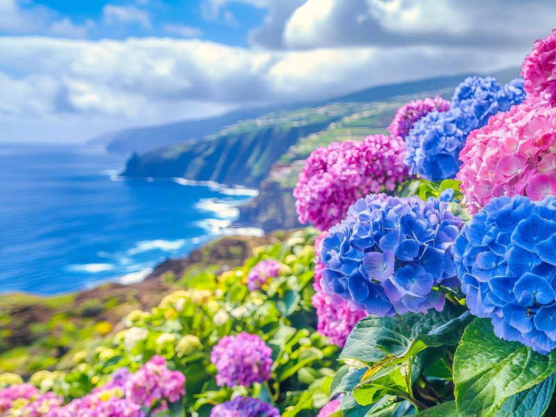 Flugreise Madeira - Blumeninsel im Atlantik