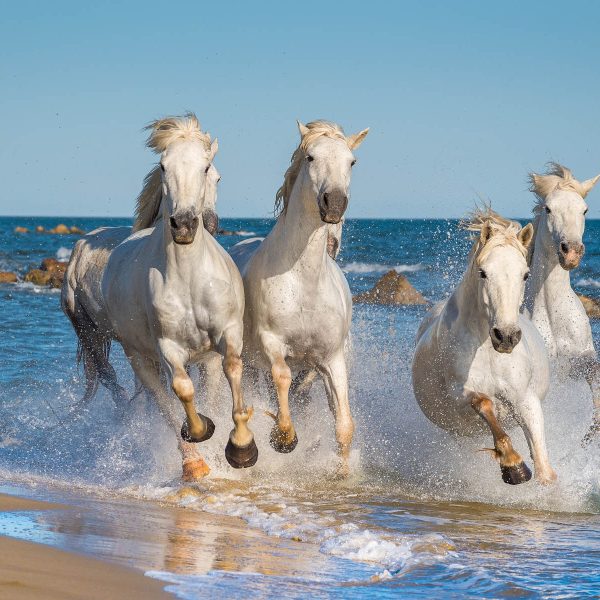 Busreise Provence & Camargue - Magie Südfrankreichs