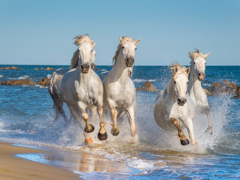 Busreise Provence & Camargue - Magie Südfrankreichs