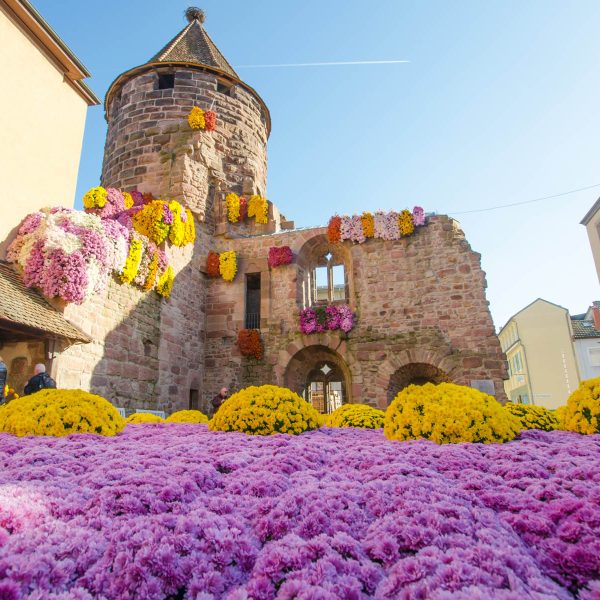 Busreise Chrysanthema in Lahr - Farbenfrohes Blütenmeer
