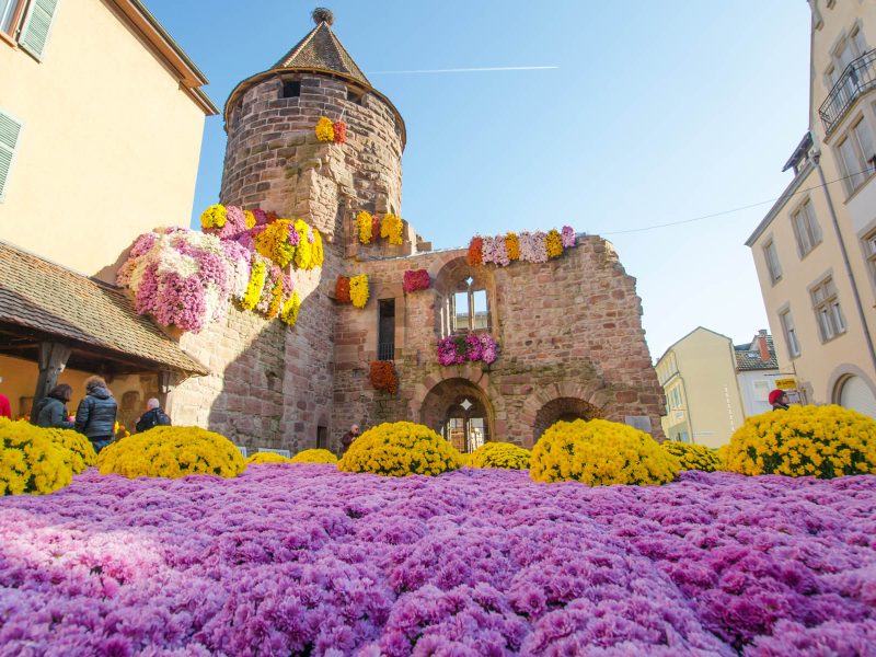 Busreise Chrysanthema in Lahr - Farbenfrohes Blütenmeer