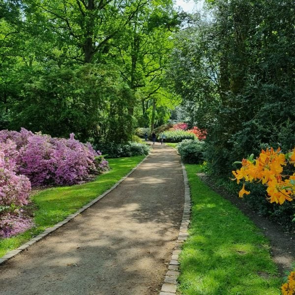 Busreise Willkommen zur Rhododendronschau