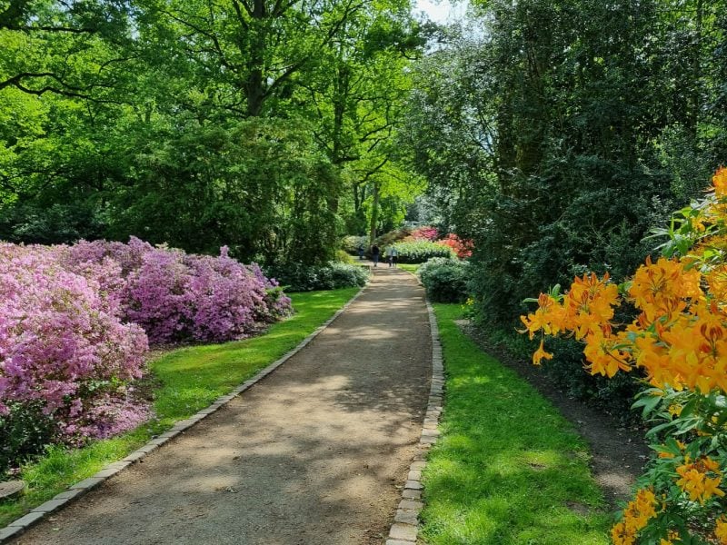 Busreise Willkommen zur Rhododendronschau