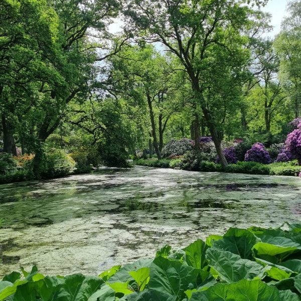 Busreise Willkommen zur Rhododendronschau