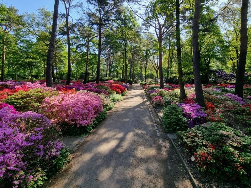 Busreise Willkommen zur Rhododendronschau