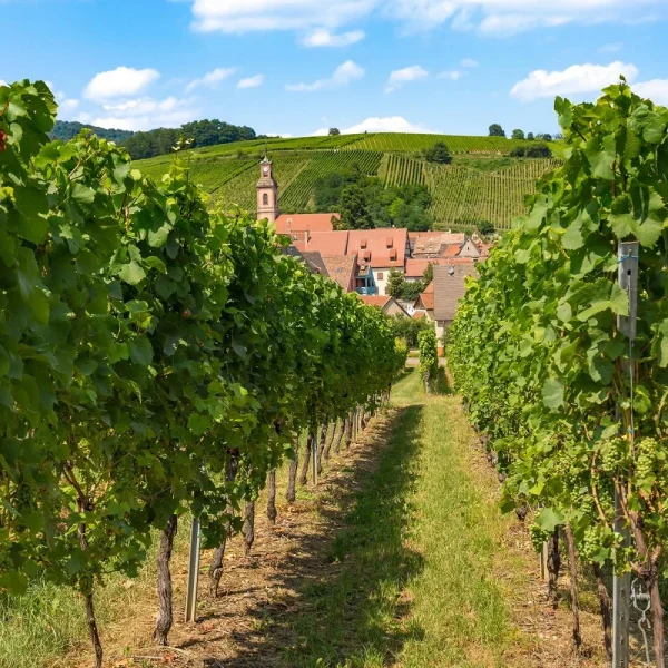 Erlebnis Elsass & Vogesen