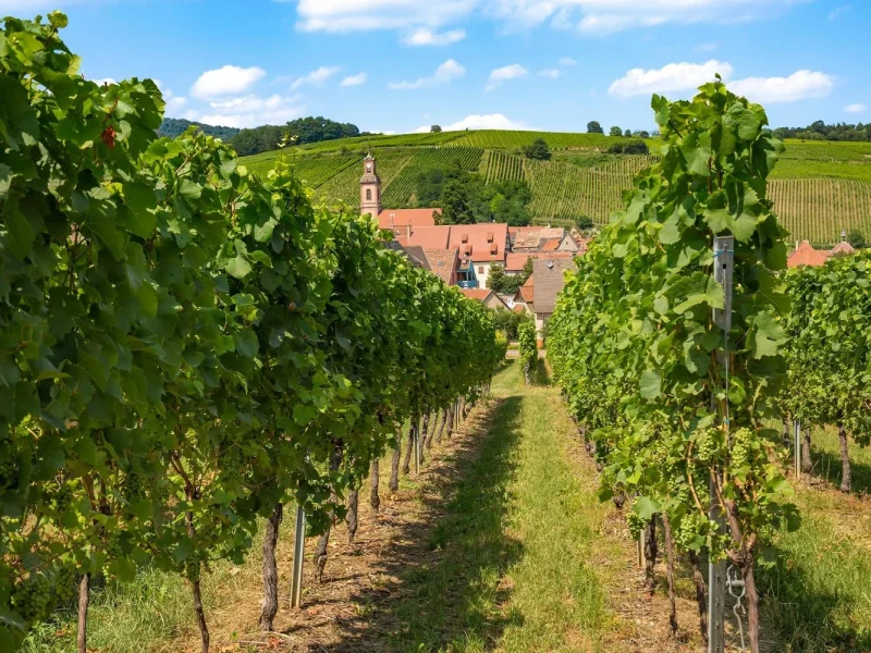 Erlebnis Elsass & Vogesen