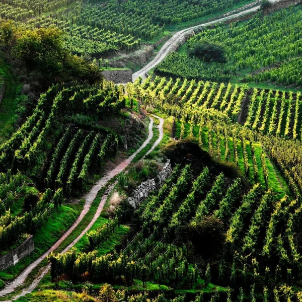 Erlebnis Elsass & Vogesen