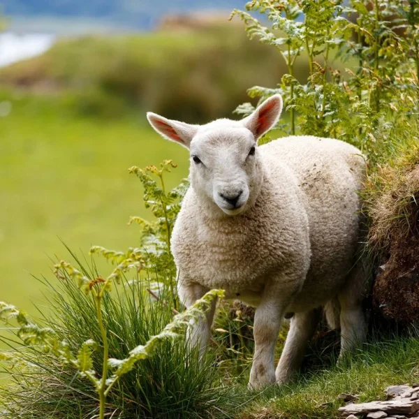 Rundreise Höhepunkte Schottlands
