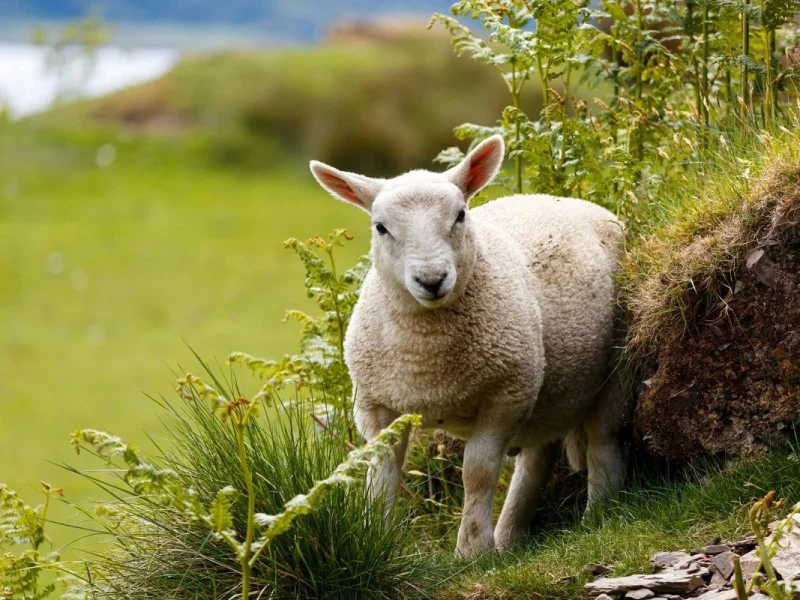 Rundreise Höhepunkte Schottlands