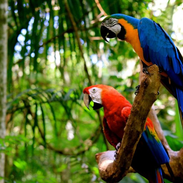 Brasilien: Land der Kontraste: Amazonas