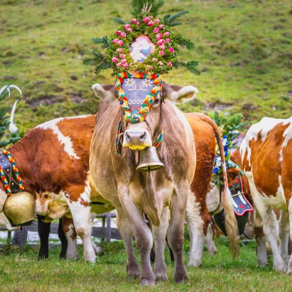 Busreise Almabtrieb in Tirol