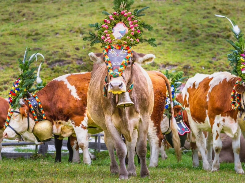 Busreise Almabtrieb in Tirol