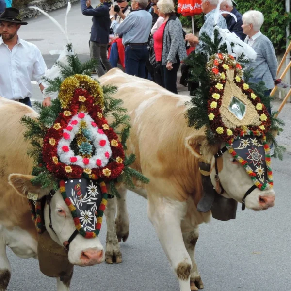 Busreise Almabtrieb in Tirol