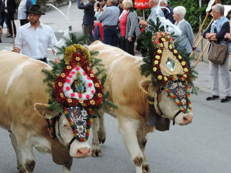 Busreise Almabtrieb in Tirol