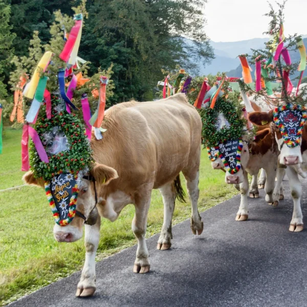 Busreise Almabtrieb in Tirol