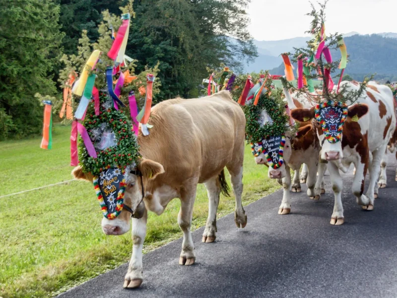 Busreise Almabtrieb in Tirol