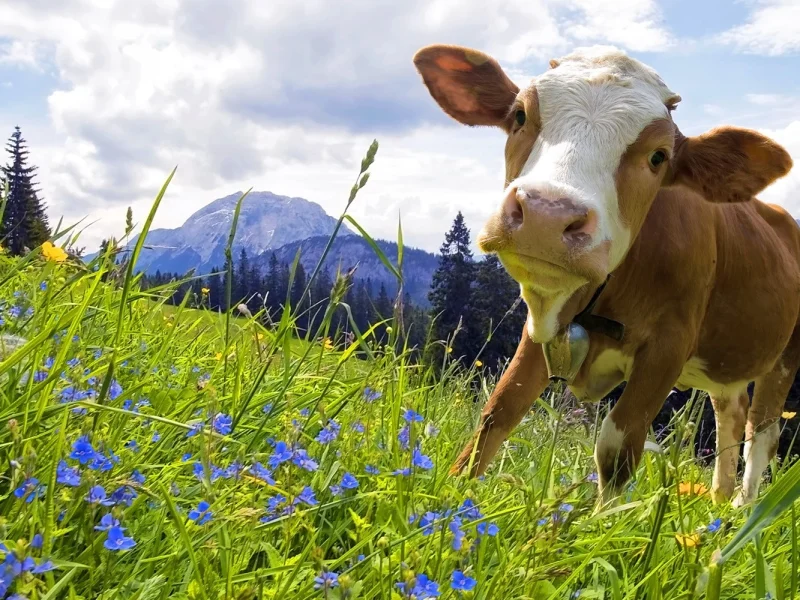 Busreise Almabtrieb in Tirol