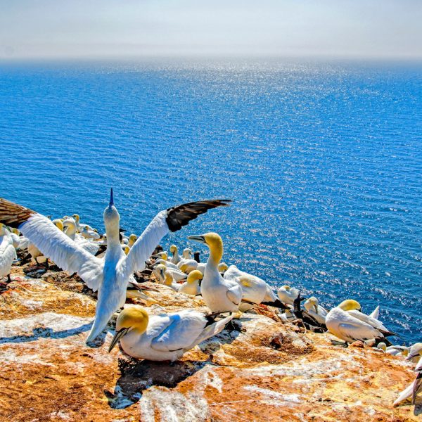 Busreise Bremen, Bremerhaven und Helgoland - Basstölpel-Kolonie auf Helgoland © pixabay