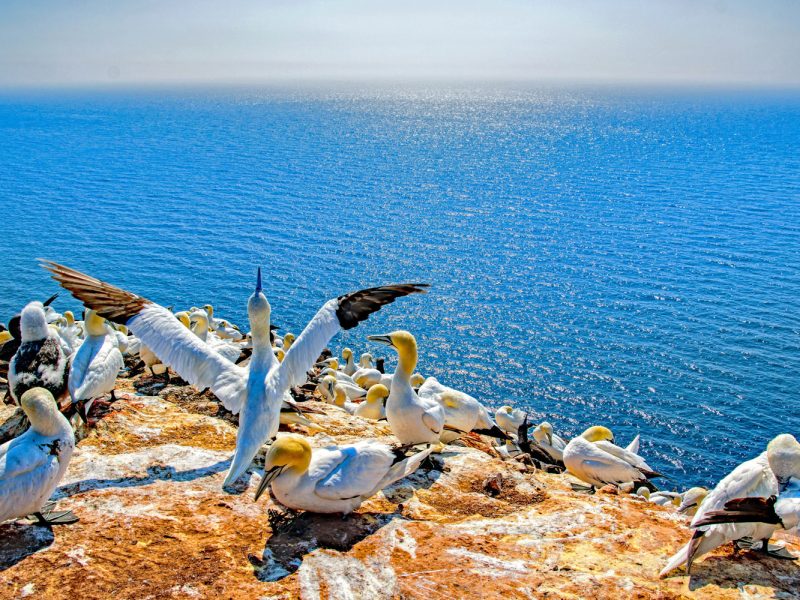 Busreise Bremen, Bremerhaven und Helgoland - Basstölpel-Kolonie auf Helgoland © pixabay