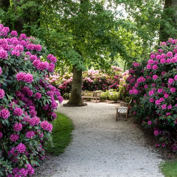 Botanischer Garten © Stiftung Bremer Rhododendronpark