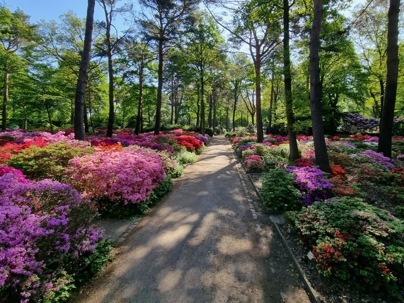 Blütenteppich Sortengarten Ost © Stiftung Bremer Rhododendronpark
