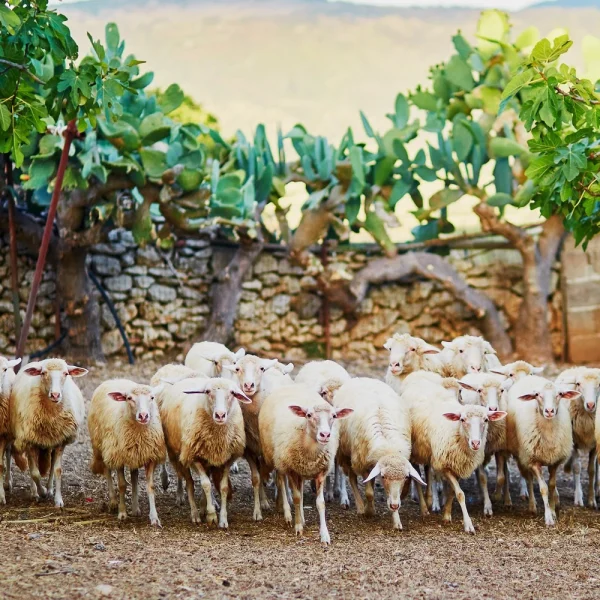 Busreise Korsika & Sardinien: Sardinien