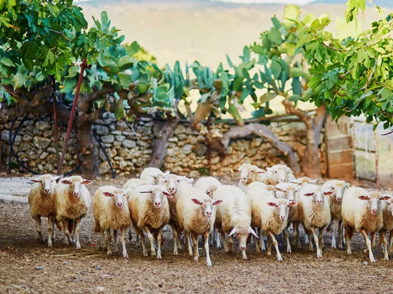 Busreise Korsika & Sardinien: Sardinien