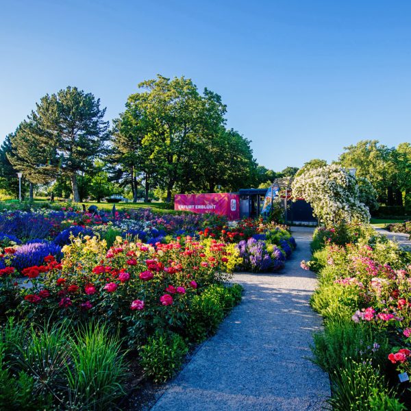 Tagesfahrt egapark in Erfurt - Neu gestalteter Rosengarten © egapark Erfurt gGmbH