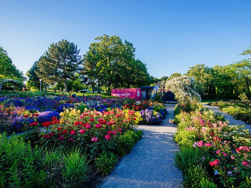 Tagesfahrt egapark in Erfurt - Neu gestalteter Rosengarten © egapark Erfurt gGmbH