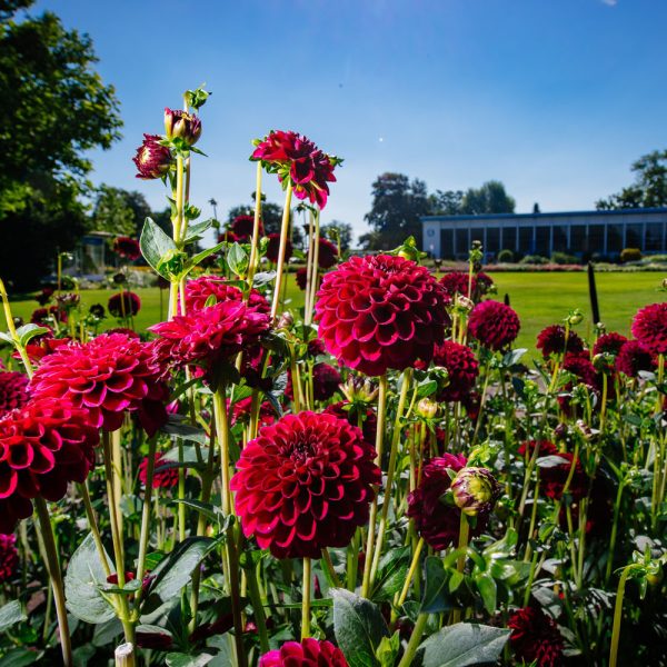 Tagesfahrt egapark in Erfurt - Dahlien im egapark © egapark Erfurt gGmbH S. Bauerschmidt