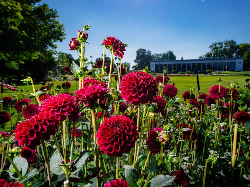 Tagesfahrt egapark in Erfurt - Dahlien im egapark © egapark Erfurt gGmbH S. Bauerschmidt