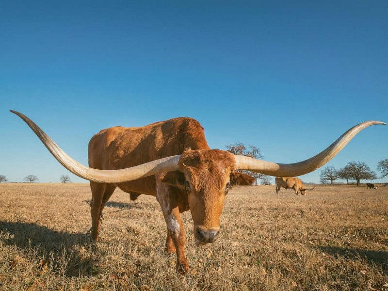 Der Große Amerikanische Süden - Metropolen der Südstaaten: Texas
