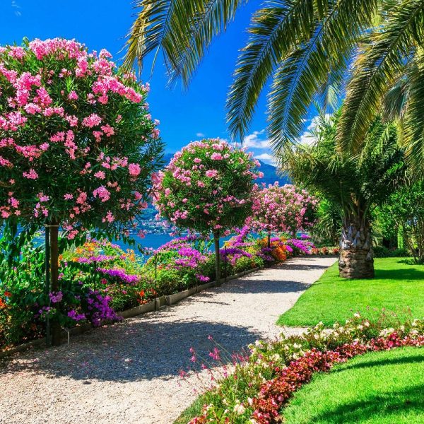 Kamelienblüte am Lago Maggiore