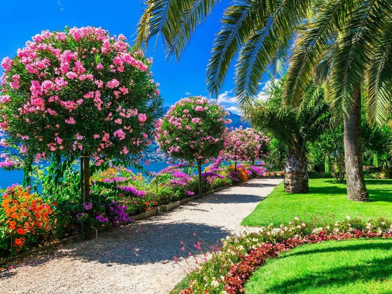 Kamelienblüte am Lago Maggiore