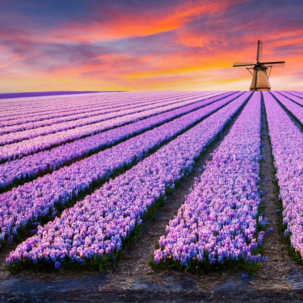 Busreise zur Tulpenblüte nach Holland