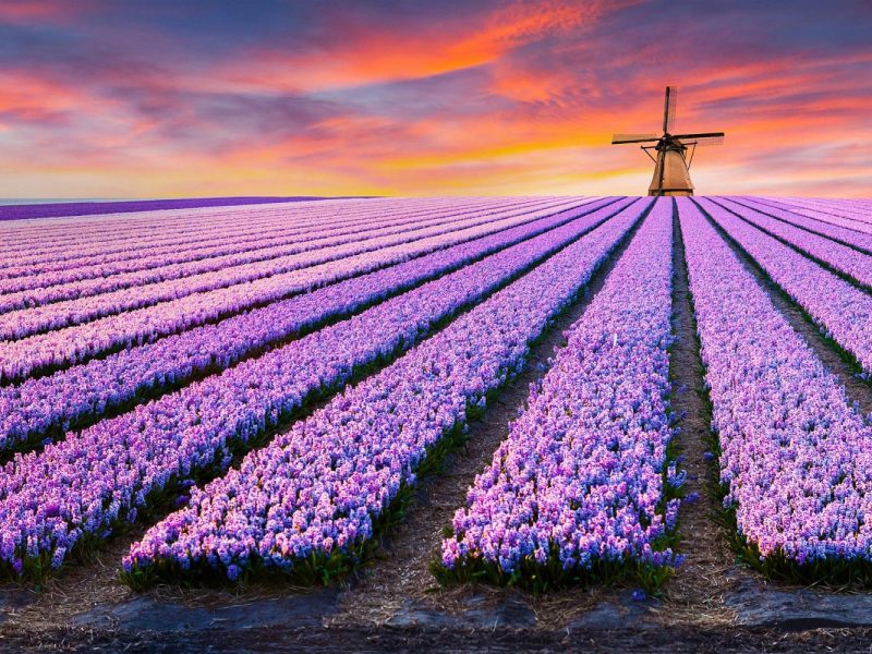 Busreise zur Tulpenblüte nach Holland