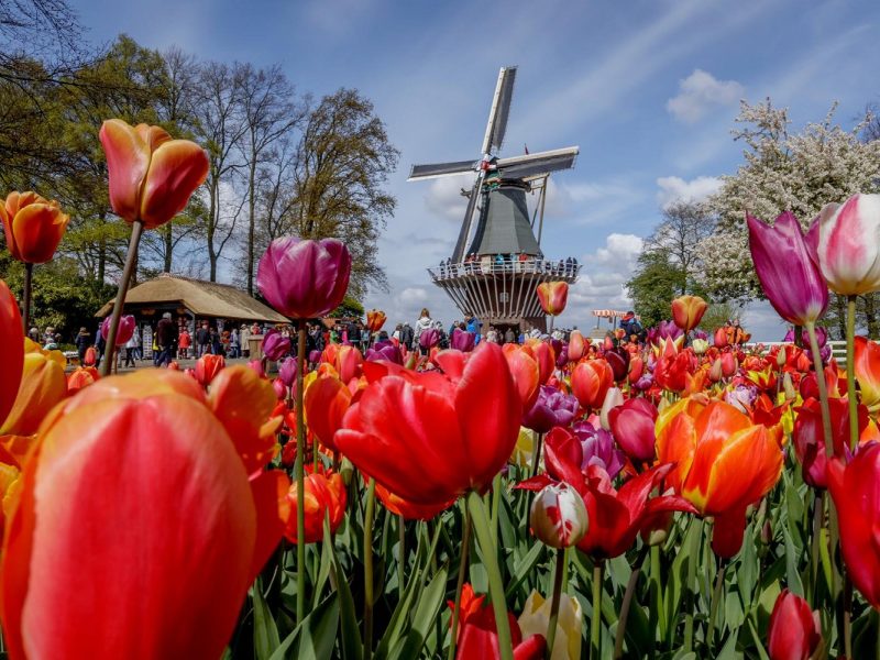 Busreise zur Tulpenblüte nach Holland